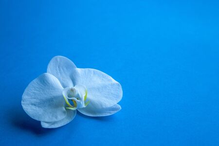 Orchid flower on trendy blue color of 2020 year background side view. Backdrop with place for text, sale, design, women day, holidayの写真素材