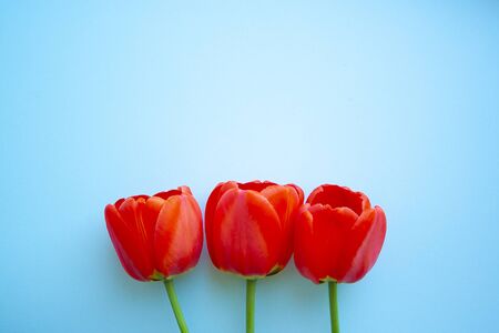 Beautiful red tulips top view on trendy 2020 blue background with copyspace. Celebration, postcard template for mother day, women day, valentine, tonedの写真素材