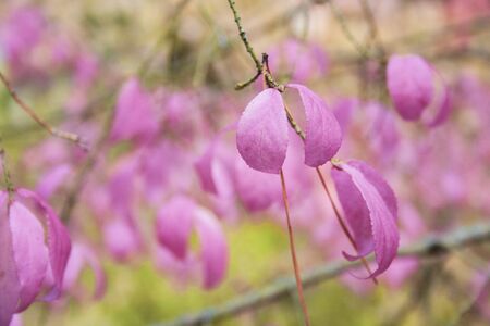 Autumn pink Leaves in the forest at cloudy day. Beautiful pink leavesの写真素材