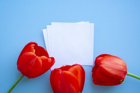 8 march, mothers day mockup with white paper list, red tulip flowers on light stone background top view. Beautiful woman day card. Floral Flat lay. Spring Floral Mockup.
の写真素材