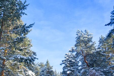 Tops of fir trees on a sunny winter day in a winter forest with copy space from bottomの写真素材