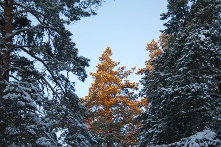 the top of the spruce tree covered with the first rays of the sun early in the winter forest. Silence, tranquility and tranquility in nature at blue skyの写真素材