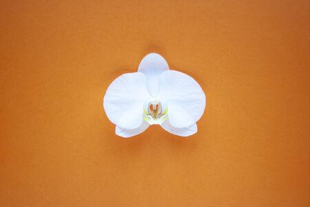 Orchid flower on beauty orange background top view. sale, design, women day, holiday, spa, cosmeticsの写真素材