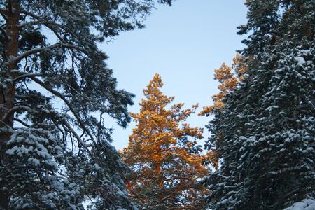 the top of the spruce tree covered with the first rays of the sun early in the winter forest. Silence, tranquility and tranquility in natureの写真素材