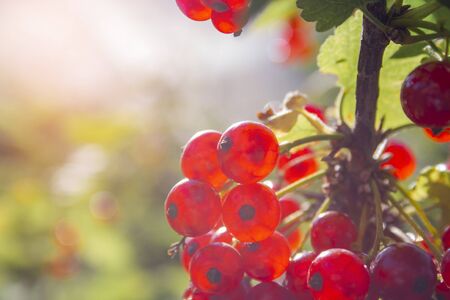 Red ripe juicy currant on the green branch at sunny day closeup. Red currant bunch on sunlight. Redcurrant berries ribes rubrum. Berries of asia, europe and north americaの写真素材