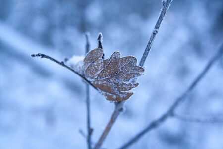 brown old oak leaf covered with hoarfrost and ice crystals on a wintry morning macro photo. concept of the onset of winter, cold weather. Winter, christmas, new yearの写真素材