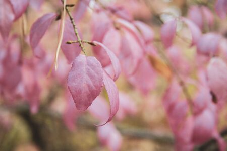 Autumn pink Leaves in the forest at cloudy day. Beautiful pink leavesの写真素材