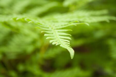 Beautiful fern leaves foliage natural floral background. Perfect fern pattern. Beautiful background of young green fern leaves. MAcro shotの写真素材