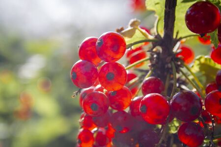 Red ripe juicy currant on the green branch at sunny day close up. Red currant bunch sunlight. Redcurrant berries ribes rubrum. Berries of asia, europe and north americaの写真素材