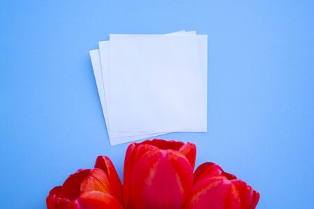 8 march, mothers day mockup with white paper list, red tulip flowers on light stone background top view. Beautiful woman day card. Floral Flat lay. Spring Floral Mockup.
の写真素材
