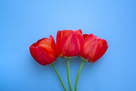 Beautiful red tulips top view on trendy 2020 blue background with copyspace. Celebration, postcard templateの写真素材