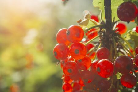 Red ripe juicy currant on the green branch at sunny day close-up. Red currant bunch on sunlight. Redcurrant berries ribes rubrum. Berries of asia, europe and north americaの写真素材