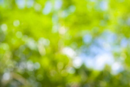 Beautiful bokeh background of defocused trees. Blurred backdrop of green leaves and trees. Summer or spring seasons backdropの写真素材