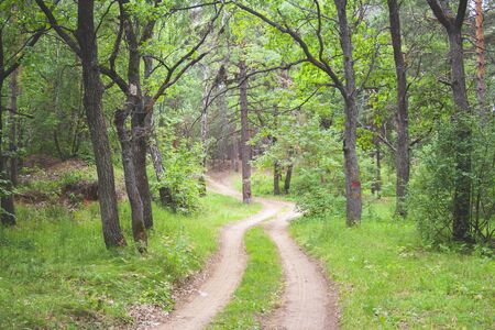 Summer sunny day in the woodland landscape. Beautiful green forest background. Road through the forestの写真素材