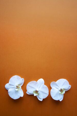 Three orchid flowers on beauty orange background top view. Backdrop with place for text, sale, design, women day, holiday, spa, cosmetics. Verticalの写真素材