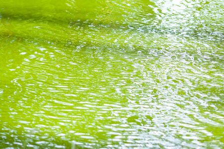 ripple green water texture with reflections of the trees. River surface background texture patternの写真素材