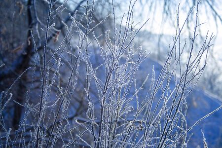 meadow grass covered with hoarfrost after a night fog in the early winter morning in the sun rays macro shotの写真素材