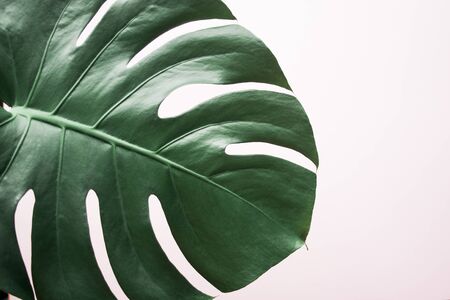 Monstera leaf background. Tropical jungle palm leaves on pastel background. Copy space. summer minimal background flat lay, view from topの写真素材