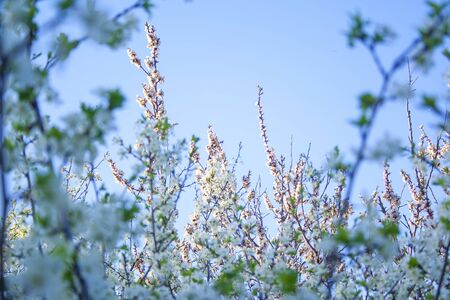 Plum blossom white petals of blooming cherry blue sky background at sunny day. Beautiful petals of fresh bloom cherry springの写真素材