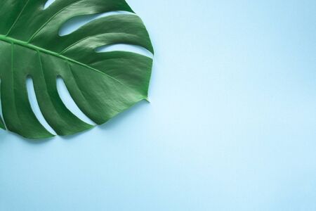 Monstera leaf background. Tropical jungle palm leaves on blue background. Copy space. summer minimal background flat lay, view from topの写真素材