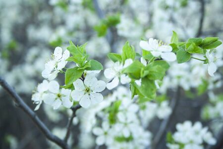 Plum blossom white petals of blooming cherry close up at sunny day. Beautiful petals of fresh bloom cherry springの写真素材