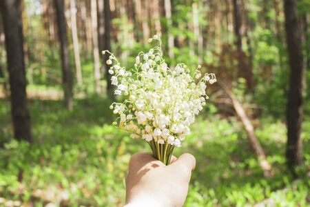 Beautiful white lilies of the valley in man's hand in the green spring sunny forest day. Spring, april, may, nature, beautiful plantsの写真素材
