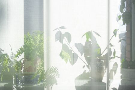 Sunlight from window into a room thick white curtains. Plants and trees on a windowsill.の写真素材