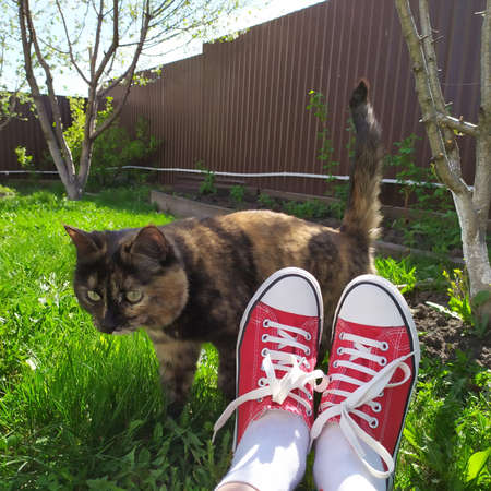 side view of the feet with catの写真素材