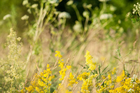 Beautiful green grass and flowers on fieldの写真素材