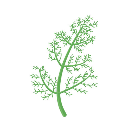 Dill branch isolated on white. Food seasoningのイラスト素材