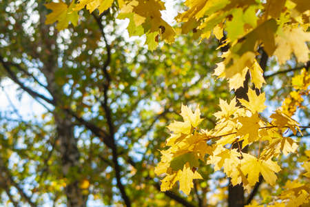 Yellow beautiful maple leaves on an autumn sunny dayの写真素材