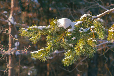 Pine tree branch in forest at sunnyの写真素材