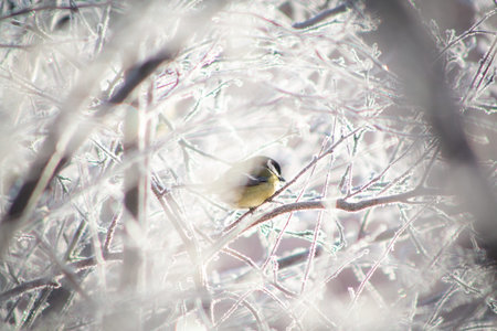 Tit bird sits on frost covered branch