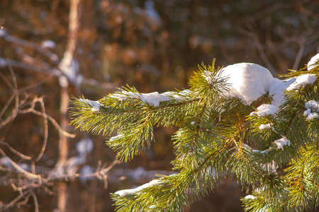 Pine tree branch in forest at sunnyの写真素材