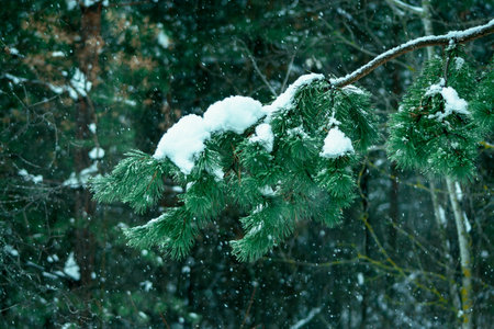 Pine tree branch in forest at cloudyの写真素材