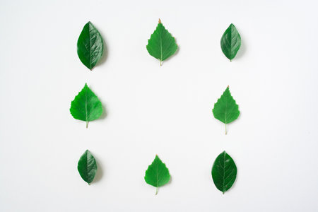 green leaves square frame banner top view isolated on whiteの写真素材