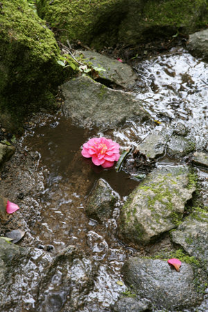 pink flower in the riverの写真素材