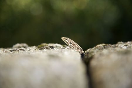 small lizard on stone at spainの写真素材