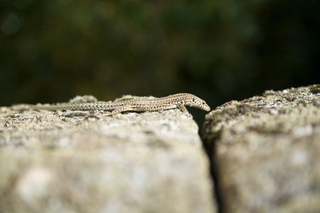 small lizard on stone at spainの写真素材