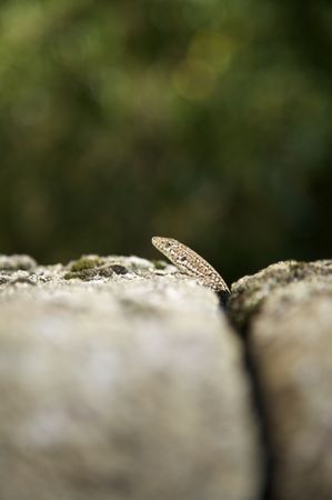 small lizard on stone at spainの写真素材