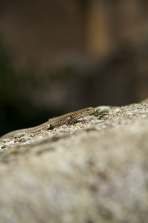 small lizard on stone at spainの写真素材