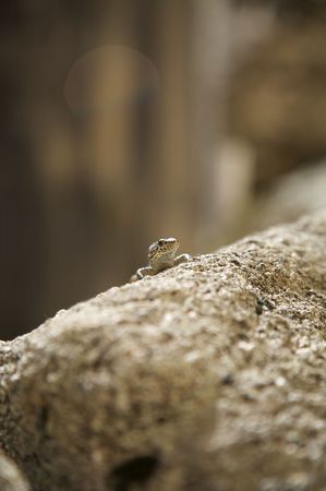 small lizard on stone at spainの写真素材