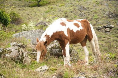 white and brown horse at gredos mountains in avila spainの写真素材