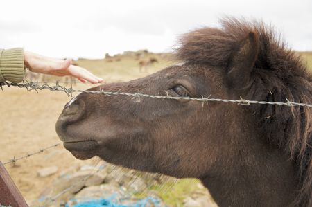 head of black small horse and woman handの写真素材