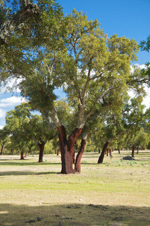 cork trees at caceres in extremadura spainの写真素材
