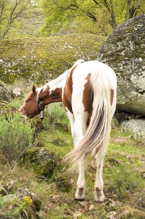 white and brown horse at gredos mountains in avila spainの写真素材