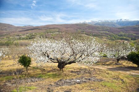 almond trees at valley of jerte in caceres spainの写真素材