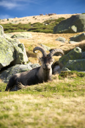 goats at gredos mountains in avila spainの写真素材