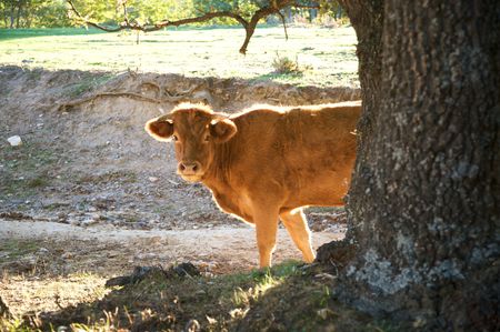 cow at gredos mountains in avila spainの写真素材
