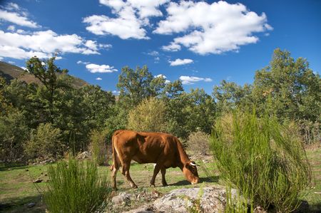 cow at gredos mountains in avila spainの写真素材